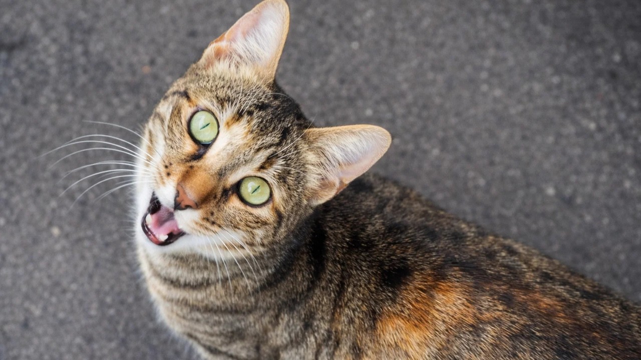Street Cat Asking for Pets Like a Baby