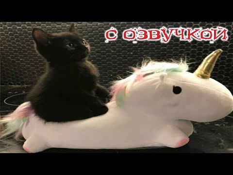 - МЧИ МЕНЯ, ЕДИНОРОГ! Приколы с котами! С ОЗВУЧКОЙ! Смешные коты! Самые смешные животные!