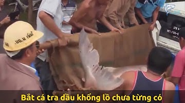 Người dân bắt cá tra dầu khổng lồ chưa từng có trên sông Mê Kông