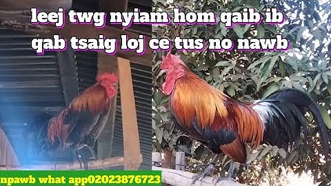 qaib dib qua zoo leej twg nyiam qaib ntaj loj zoo nkauj tus no nawb