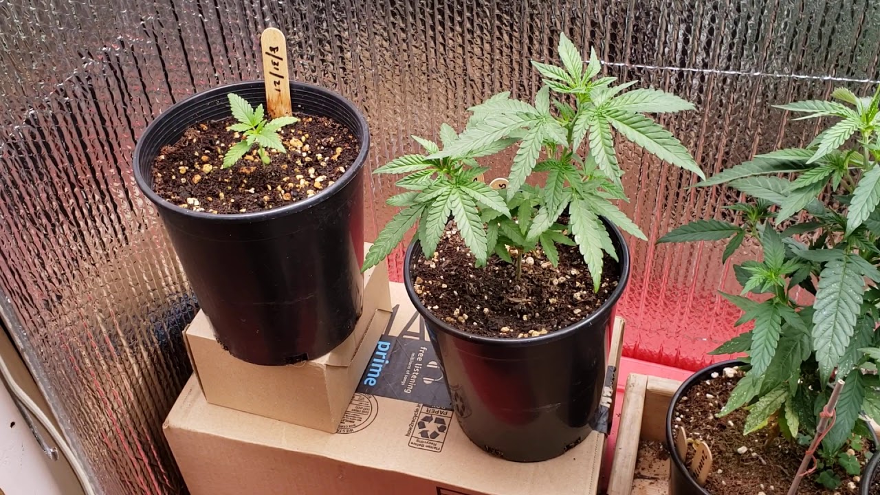 quick update Bloomplus 1500 & YGrow 600