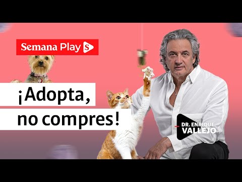 ¿Cómo adoptar y adaptar un perro? | Enrique Vallejo