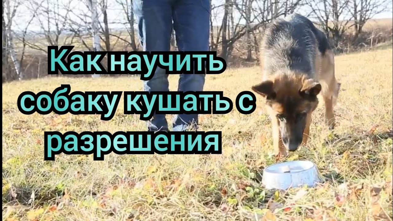 Как Приучить Собаку Делать Куни