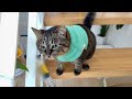 【尿検査】採れたての「健康の証」に興味津々な猫が可愛すぎました笑
