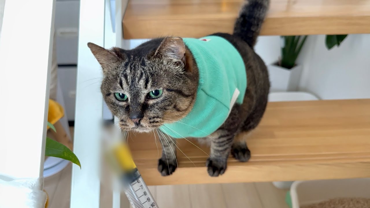 【尿検査】採れたての「健康の証」に興味津々な猫が可愛すぎました笑