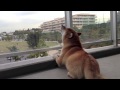howl of a Maru (まるの遠吠え)