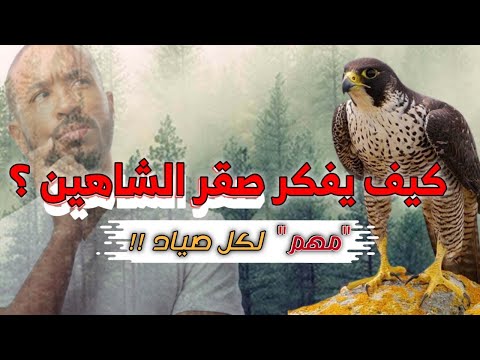 كيف يفكر صقر الشاهين اعرف كيف يفكر ليسهل عليك صيده