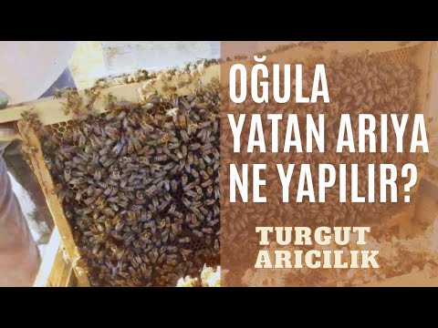 Arı oğuldan nasıl vazgeçer/oğula yatan arıya ne yapılır #beekeeper #arıcılık