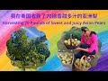我在美国种的一颗小梨树收获了70磅香甜多汁的亚洲梨 | [Eng. Sub] Harvesting 70 Pounds of Sweet and Juicy Asian Pears