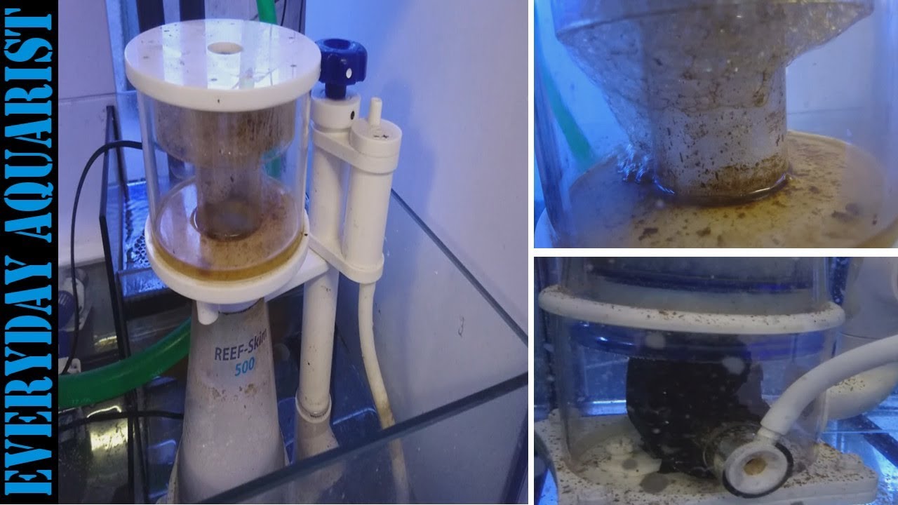 What Is a Protein Skimmer, How Do They Work, Do You Need One? Saltwater  Marine Aquarium 