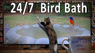 TV for Cats Streaming 24/7/365  Splashing Birds | Nature Chirping Birds | Calming Bird Bath