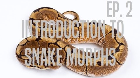 Introduction to Snake Morphs Ep. 2: Dominant Morphs