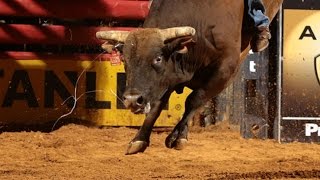 TOP BULL: Stone Sober dispatches Renato Nunes to earn a top bull score of 45.25 points (PBR) TOP BULL: Stone Sober dispatches Renato Nunes to earn a top bull score of 45.25 points (PBR)