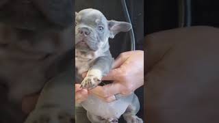 gorgeous 😍 frenchie puppy!#cute #cutenessoverload #cutebaby #cutedog #shorts #bully #frenchie gorgeous 😍 frenchie puppy!#cute #cutenessoverload #cutebaby #cutedog #shorts #bully #frenchie
