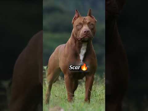 Video: Nombres fuertes del perro del boxeador