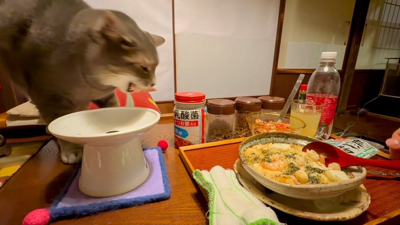 おばあちゃんと一緒に晩ごはんを食べて.. 最後に鳥ささみ丸ごと一本貰って板の間の上で食べて満足して.. 家の中を見てまわる猫・・・