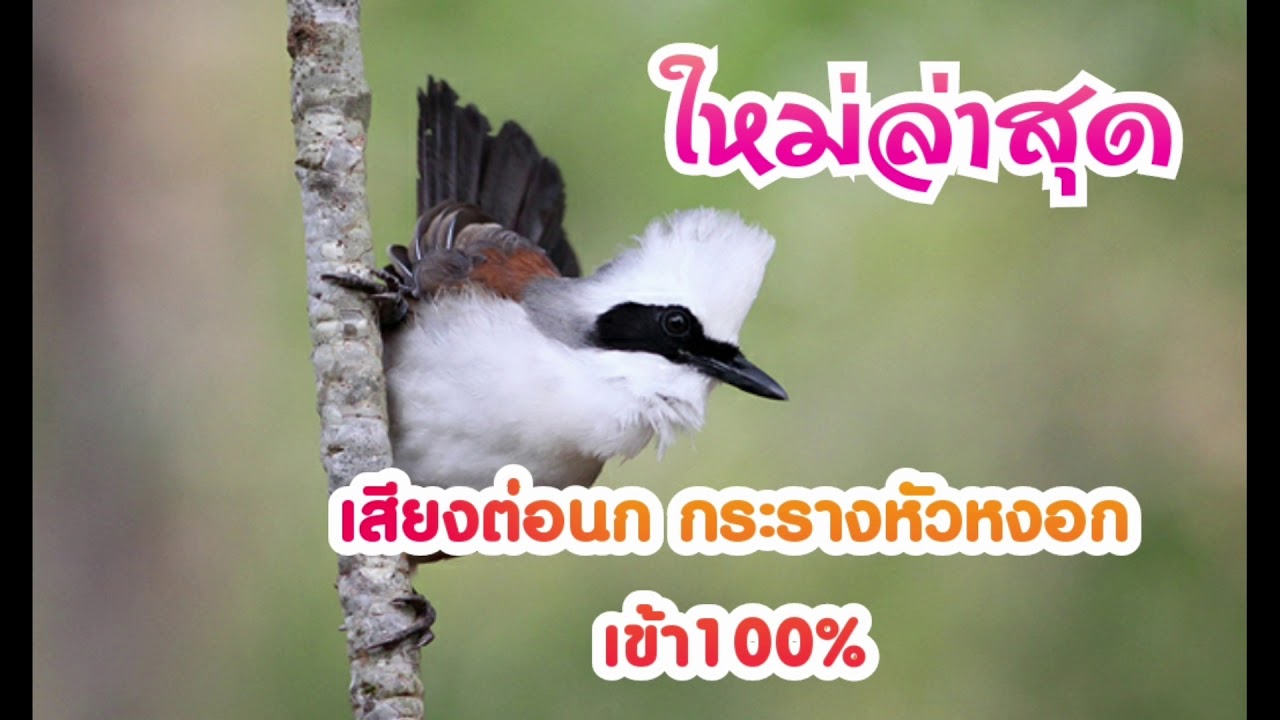 นกกระรางหัวหงอก เสียงต่อได้ผล100% | สรุปข้อมูลที่ปรับปรุงใหม่เกี่ยวกับอาหาร นก กะราง หัวหงอก