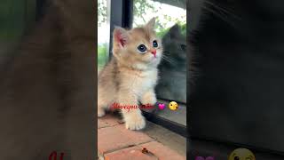 iloveyou cutie 💓 #cat #kitten #shortsvideo #cutekittten #viralvideoviral #catlover