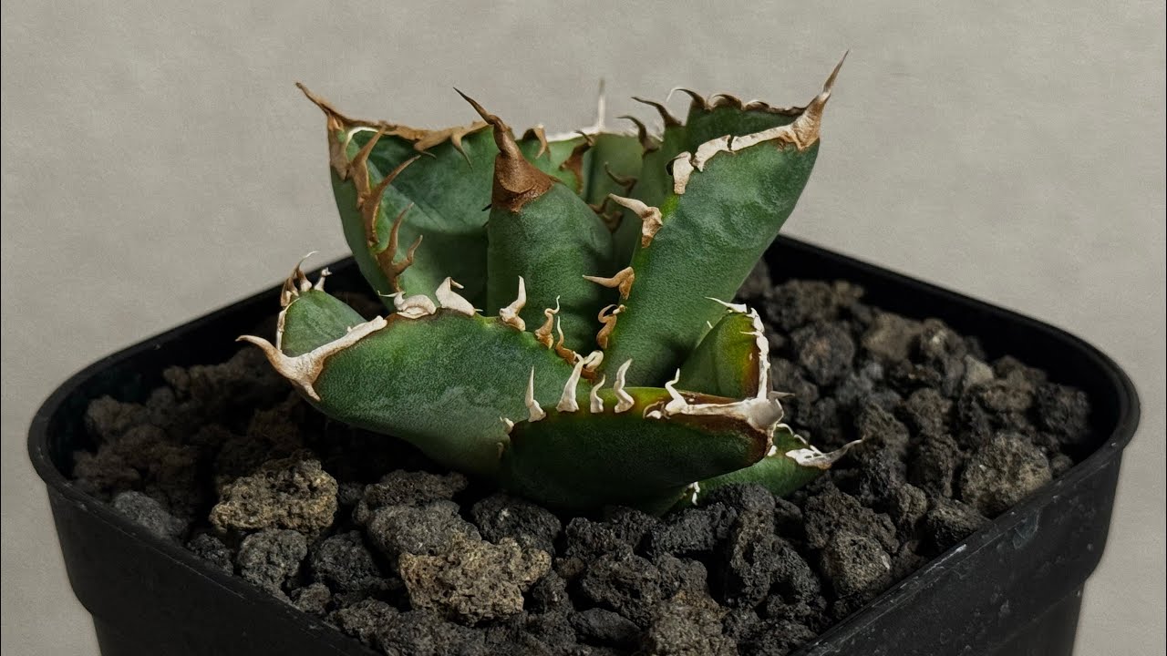 アガベ③ 20260614 アガベ・スーパーチタノタ（芽）-003｜agave super titanota