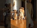 【Lab &amp; Kitty Life】Cat Punches Puppy! Boss Dog Appears