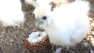 Chicks' Unusual Feast: Removing a Hornet Nest screenshot 4