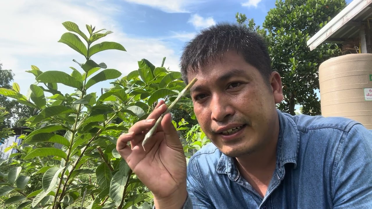 เปลี่ยนยอดฝรั่งขี้นกเป็นฝรั่งไส้แดง