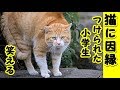 【猫 笑える話】猫に因縁つけられた小学生・行きずりの野良猫との笑える会話（猫 感動 泣ける話 保護 涙腺崩壊 感涙 動物 動画 里親)招き猫ちゃんねる