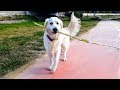 Dog just walks along the river: Funny Dog Bailey