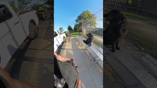 idky he wanted to sniff it so bad 😅 #dog #dogs #dogvideo #dogvideos #DogTraining