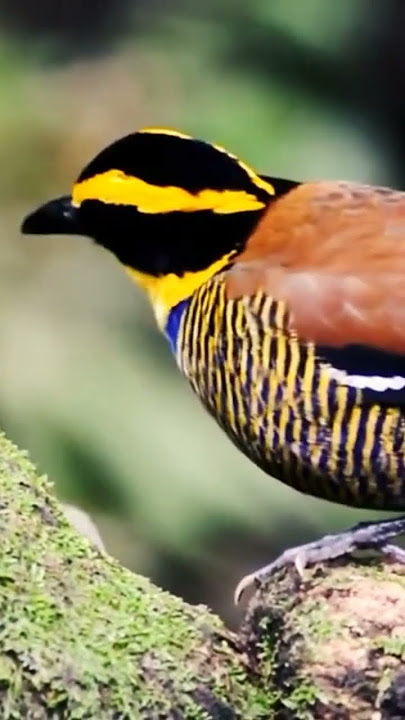 burung pauk pancawarna #kicaumania #burungdialamliar #burungpemakanserangga