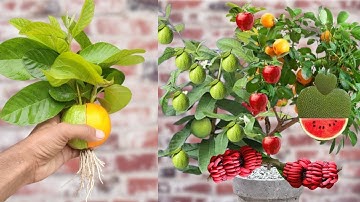 Crazy Techniques Grow guava apple and Orange tree Everyone will be surprised by the technique