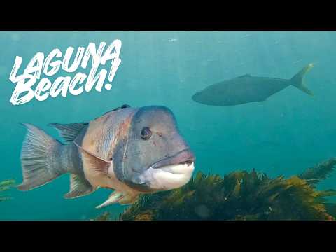 I Couldn't Believe What I Saw Diving Laguna Beach!