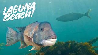 I Couldn t Believe What I Saw Diving Laguna Beach