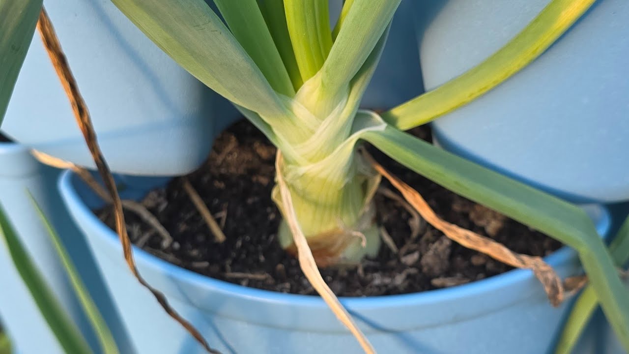 What should your onions look like!?