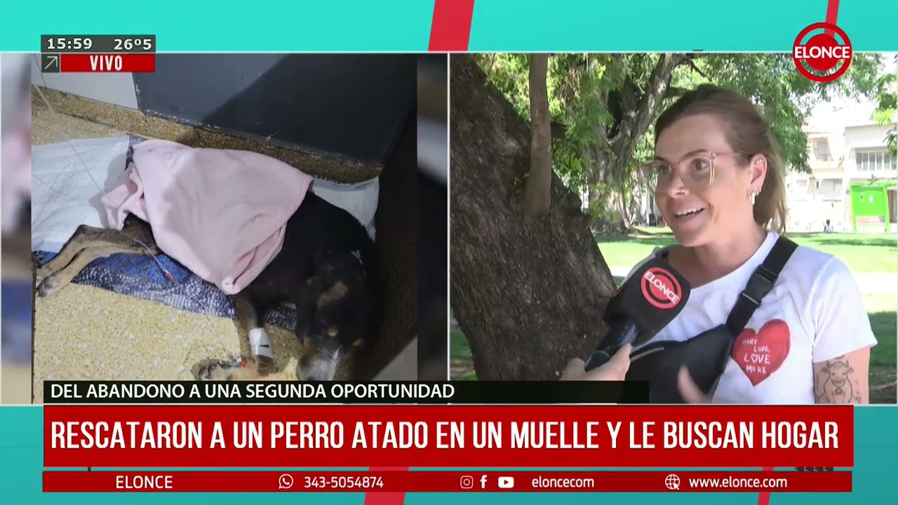 RESCATARON A UN PERRO ATADO EN UN MUELLE Y LE BUSCAN HOGAR