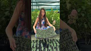 How do I propagate lavender cuttings #lavander #cuting #propagate screenshot 1