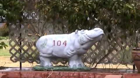 The Hippos of Hutto, Texas