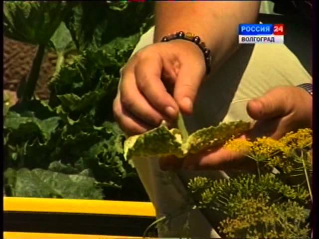Болезни и вредители тыквенных культур. Огурцы.