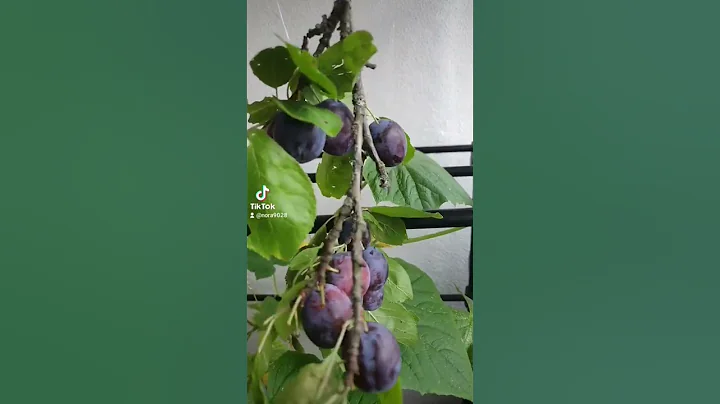 How To Propogate Fruit Trees From Stem