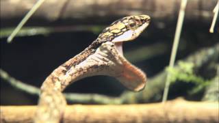 The Twig Snake Shuffle