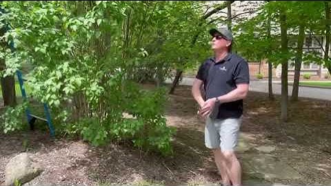 Apical dominance explained by PK.