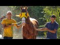 Pau D&#39;arco do Piauí - Corrida de Cavalos