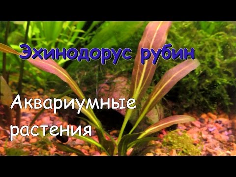 Эхинодорус рубин (Echinodorus Rubin)