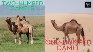 The Types and Biological Characteristics of Camels