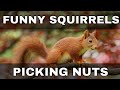 Funny Squirrels Picking Nuts Near My Bird Feeder :)