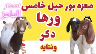 (اسعار الماعز البور )نتايه جيل خامس ورها دكر ونتايه ولاد افريقي هديه العيد #ماعز_بور #animal