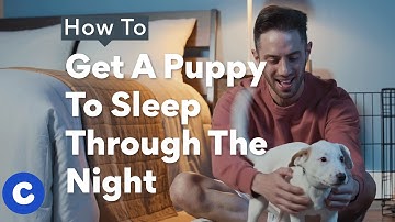 How To Get A Puppy To Sleep Through The Night | Chewtorials