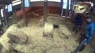 Mahogany Barn Hunt practice by James Johannes 18 views 9 years ago 5 minutes, 2 seconds
