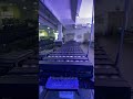 ZOOM 10x60W RGBW 4in1 LED Beam Wash Bar Moving Head Light #concertlighting #movingheadlight