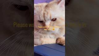catstrending meowcat Httpsyoutubev1d09lgkuefeatureshared